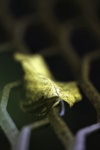 Preview wallpaper leaf, dry, autumn, lattice, macro, blur