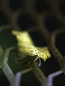 Preview wallpaper leaf, dry, autumn, lattice, macro, blur