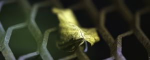 Preview wallpaper leaf, dry, autumn, lattice, macro, blur