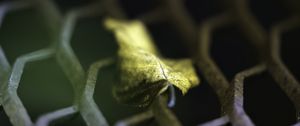 Preview wallpaper leaf, dry, autumn, lattice, macro, blur