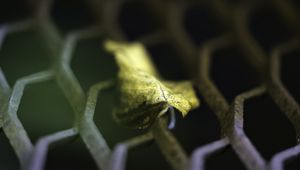 Preview wallpaper leaf, dry, autumn, lattice, macro, blur