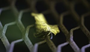 Preview wallpaper leaf, dry, autumn, lattice, macro, blur