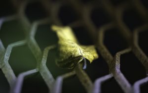 Preview wallpaper leaf, dry, autumn, lattice, macro, blur