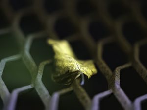 Preview wallpaper leaf, dry, autumn, lattice, macro, blur