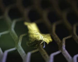 Preview wallpaper leaf, dry, autumn, lattice, macro, blur