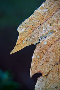 Preview wallpaper leaf, dry, autumn, macro