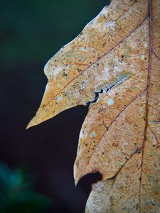 Preview wallpaper leaf, dry, autumn, macro
