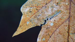 Preview wallpaper leaf, dry, autumn, macro