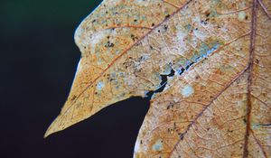 Preview wallpaper leaf, dry, autumn, macro