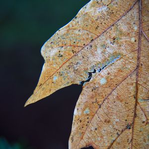 Preview wallpaper leaf, dry, autumn, macro