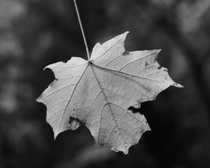Preview wallpaper leaf, dry, autumn, macro, black and white