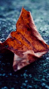 Preview wallpaper leaf, dry, autumn, macro, asphalt