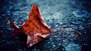 Preview wallpaper leaf, dry, autumn, macro, asphalt