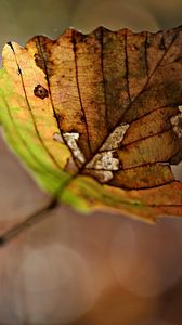 Preview wallpaper leaf, dry, branch, glare