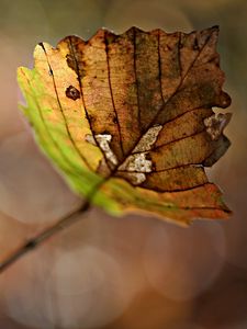 Preview wallpaper leaf, dry, branch, glare