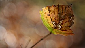 Preview wallpaper leaf, dry, branch, glare