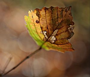 Preview wallpaper leaf, dry, branch, glare