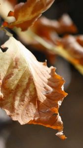 Preview wallpaper leaf, dry, branch