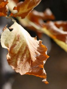 Preview wallpaper leaf, dry, branch