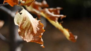 Preview wallpaper leaf, dry, branch