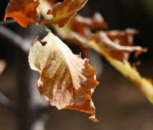 Preview wallpaper leaf, dry, branch