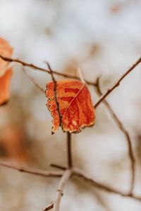 Preview wallpaper leaf, dry, branches, macro