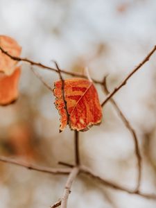 Preview wallpaper leaf, dry, branches, macro