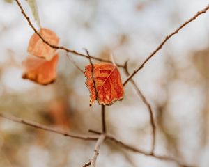 Preview wallpaper leaf, dry, branches, macro