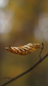 Preview wallpaper leaf, dry, brown, macro, autumn