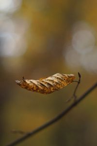 Preview wallpaper leaf, dry, brown, macro, autumn