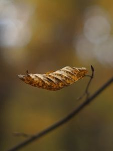 Preview wallpaper leaf, dry, brown, macro, autumn