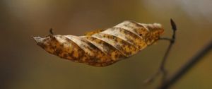 Preview wallpaper leaf, dry, brown, macro, autumn