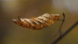 Preview wallpaper leaf, dry, brown, macro, autumn