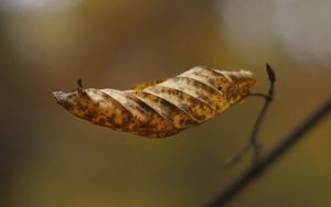 Preview wallpaper leaf, dry, brown, macro, autumn