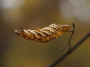 Preview wallpaper leaf, dry, brown, macro, autumn