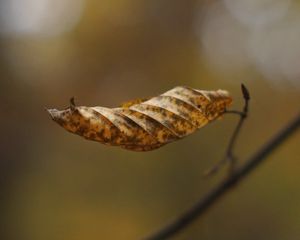 Preview wallpaper leaf, dry, brown, macro, autumn