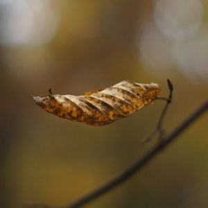 Preview wallpaper leaf, dry, brown, macro, autumn