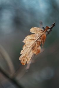 Preview wallpaper leaf, dry, brown, branch, macro