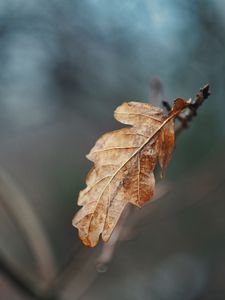 Preview wallpaper leaf, dry, brown, branch, macro