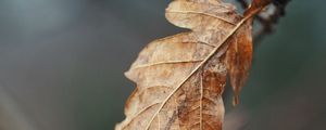 Preview wallpaper leaf, dry, brown, branch, macro