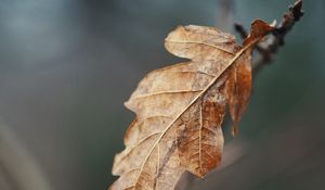 Preview wallpaper leaf, dry, brown, branch, macro