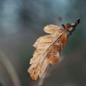 Preview wallpaper leaf, dry, brown, branch, macro