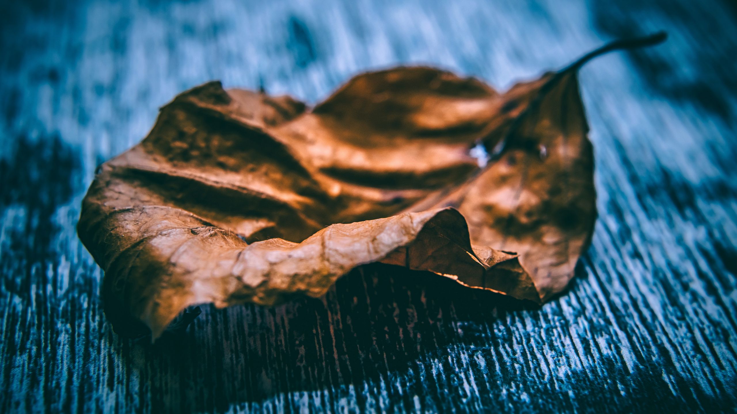 Download wallpaper 2560x1440 leaf, dry, close-up widescreen 16:9 hd