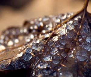 Preview wallpaper leaf, dry, drops, background, surface