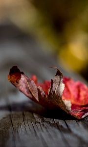 Preview wallpaper leaf, dry, fall, surface, wood