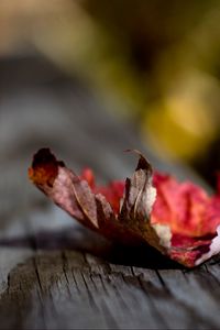 Preview wallpaper leaf, dry, fall, surface, wood