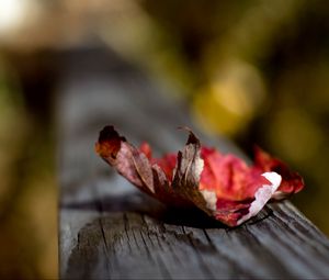 Preview wallpaper leaf, dry, fall, surface, wood