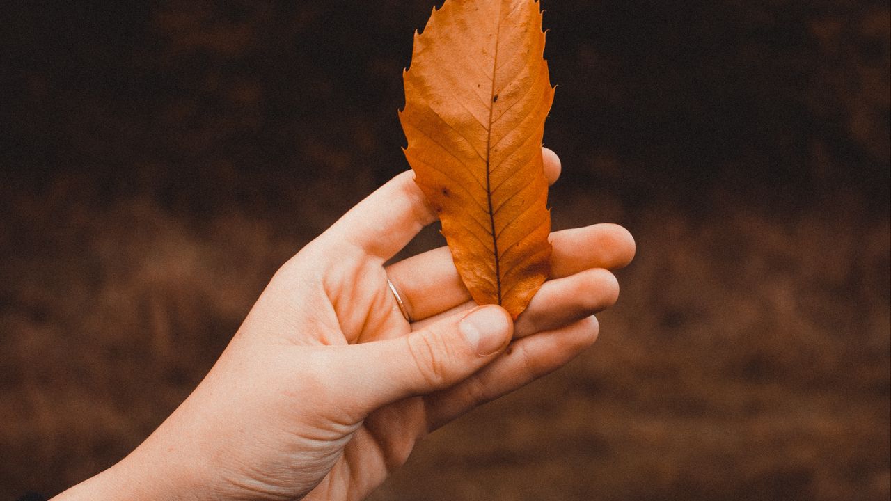 Wallpaper leaf, dry, hand, autumn