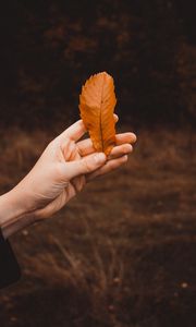 Preview wallpaper leaf, dry, hand, autumn