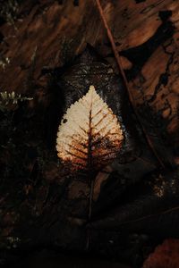 Preview wallpaper leaf, dry, macro, autumn, foliage